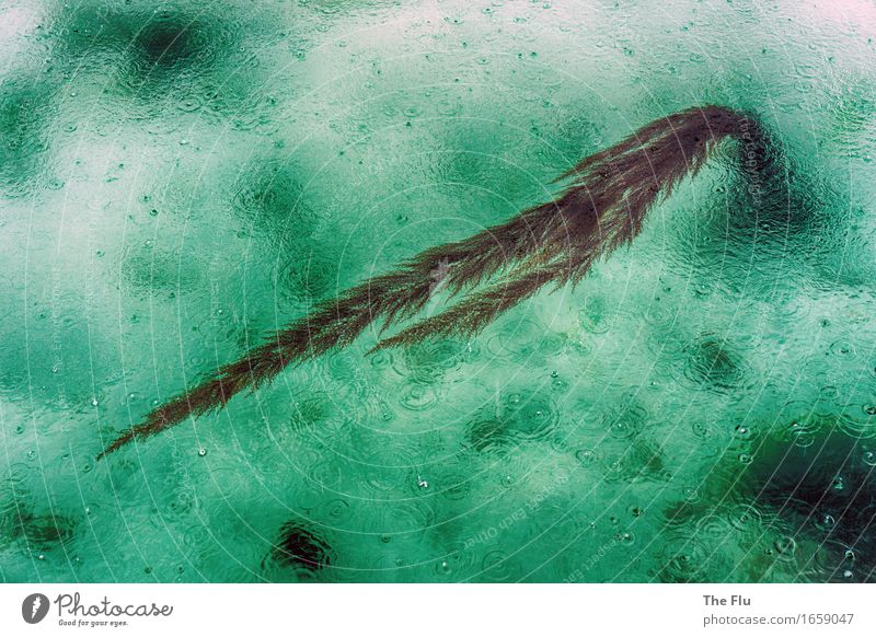 Regennasses Seegras Meer schlechtes Wetter Atlantik Flüssigkeit grün elegant Algen Wassertropfen Meerwasser Meeresboden Tropfen Rascheln Farbfoto