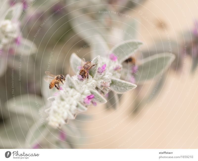 Honigbiene, Hyläus, sammelt Pollen Natur Pflanze Tier Frühling Blume Blüte Nutztier Biene Flügel 2 braun gelb gold grün violett rosa schwarz Farbfoto mehrfarbig