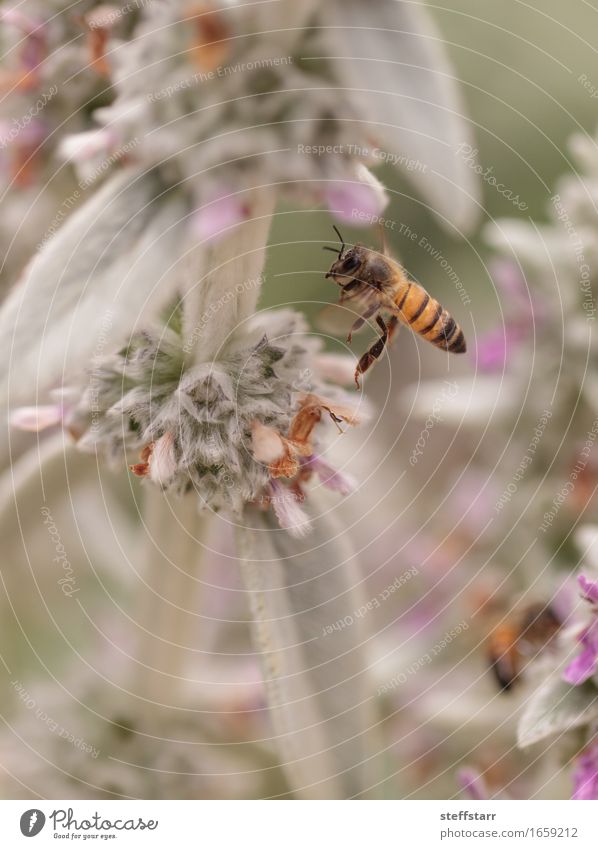 Honigbiene, Hyläus, sammelt Pollen Natur Pflanze Tier Frühling Blume Blüte Nutztier Biene 1 braun gelb gold grün violett rosa schwarz Farbfoto mehrfarbig Morgen