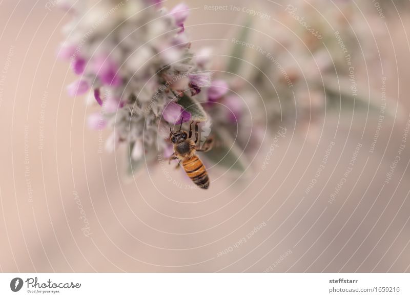 Honigbiene, Hyläus, sammelt Pollen Natur Pflanze Tier Frühling Blume Garten Biene Flügel 1 braun gelb gold grün violett Farbfoto Außenaufnahme Morgen