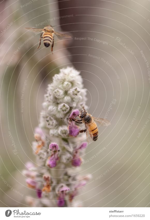 Honigbiene, Hyläus, sammelt Pollen Lebensmittel Gesundheit Natur Pflanze Tier Blume Garten Nutztier Biene 2 braun gelb gold grün violett rosa Farbfoto