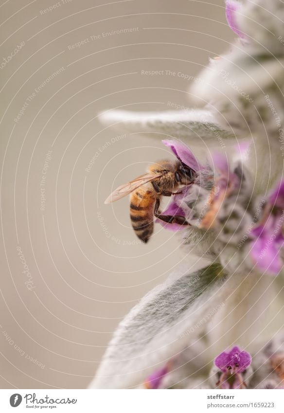 Honigbiene, Hyläus, sammelt Pollen Ernährung Pflanze Frühling Blume Garten Tier Nutztier Biene 1 braun gelb gold grün violett schwarz Erfolg Sicherheit
