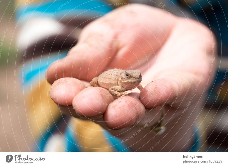 eine Eidechse in der Hand Natur Tier Wildtier Lizard Echte Eidechsen 1 nah Wärme Farbfoto Nahaufnahme Schwache Tiefenschärfe