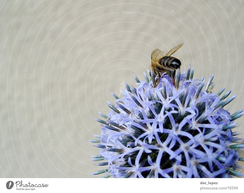 Biene_und_blaues_Ding_1 Staubfäden Blume Sommer fleißig blaue Blüte Nektar Detailaufnahme Anschnitt Aktion