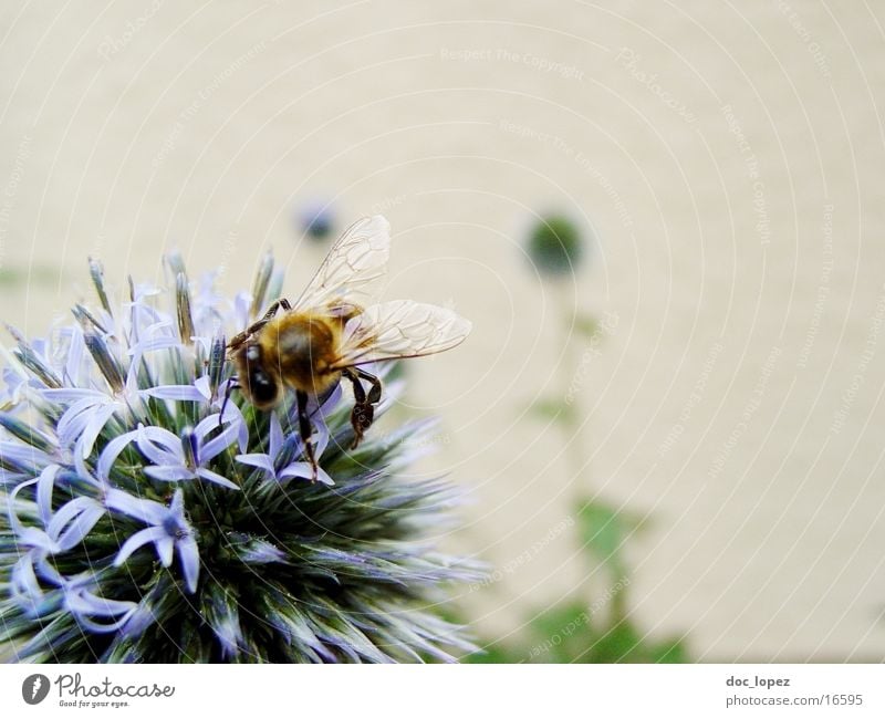 Biene_und_blaues_Ding_2 Staubfäden Blume Sommer fleißig blaue Blüte Nektar Detailaufnahme Anschnitt Aktion