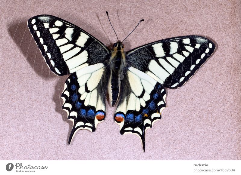 Schwalbenschwanz; Papilio; machaon; Schmetterling; Tagfalter frei schwarz weiß Insekt Edelfalter Fleckenfalter Edelschmetterling neutral Dovetail Butterfly