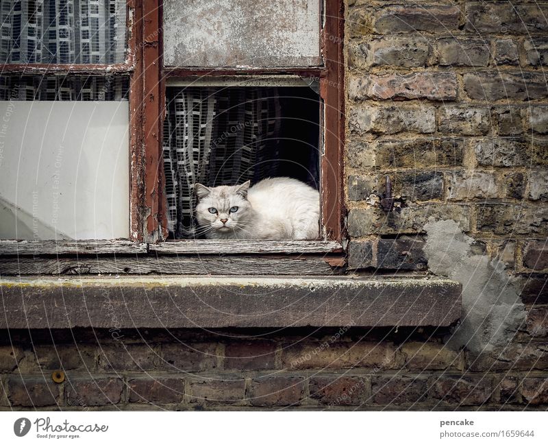 . Altstadt Mauer Wand Fenster Tier Haustier Katze 1 alt authentisch Schutz Frustration Stolz Verfall beobachten weißhaarig Sanieren Ruine Vorhang alternativ