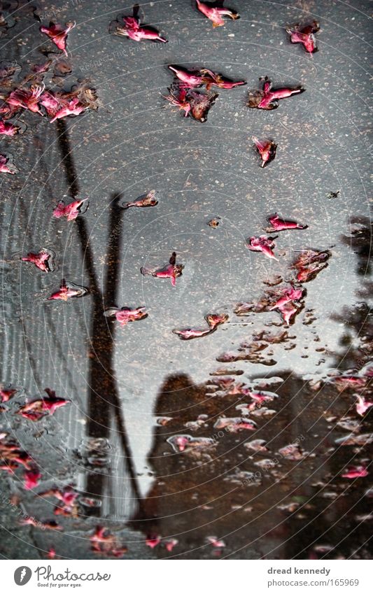 Danke Für Blumen Farbfoto Reflexion & Spiegelung ruhig Haus Wasser Himmel Wolken Unwetter Regen Blatt Blüte träumen nass trist Pfütze Selbstportrait Spiegelbild