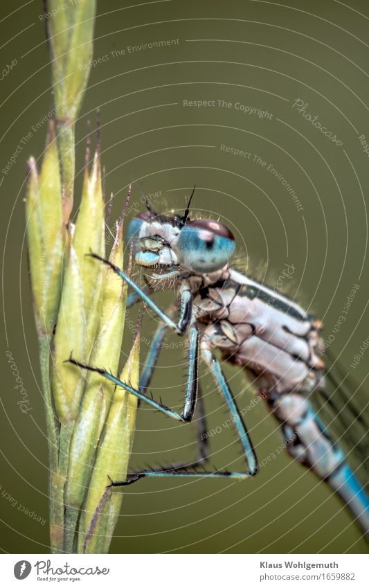 Eine Kleinlibelle ließ mich nahe genug an sich heran. Hier sitzt sie an einem Grashalm und wartet ab. Libelle Libellenflügel Insekt Imago Chitin Komplexauge