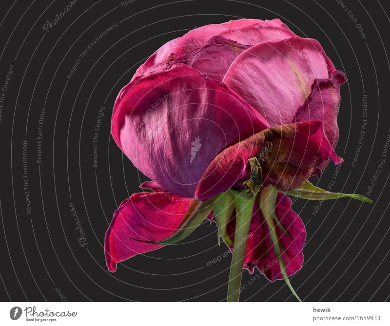 verblühende Schönheit Pflanze Blume Rose rot schön ästhetisch Farbfoto Innenaufnahme Nahaufnahme Menschenleer Textfreiraum links Hintergrund neutral