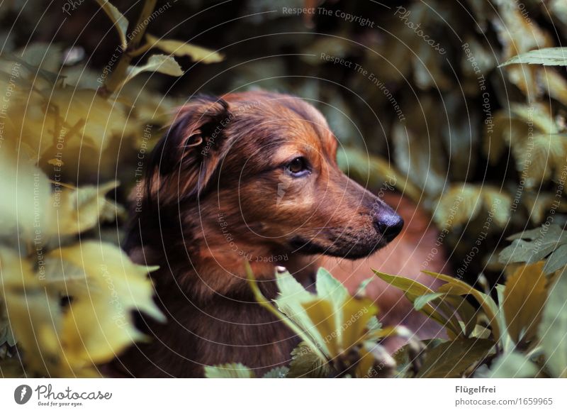 Biko, der kleine Angsthase Tier Haustier Hund 1 liegen verstecken Fuchs braun Erdbeerstrauch Pflanze Garten Natur niedlich Fell Schwache Tiefenschärfe