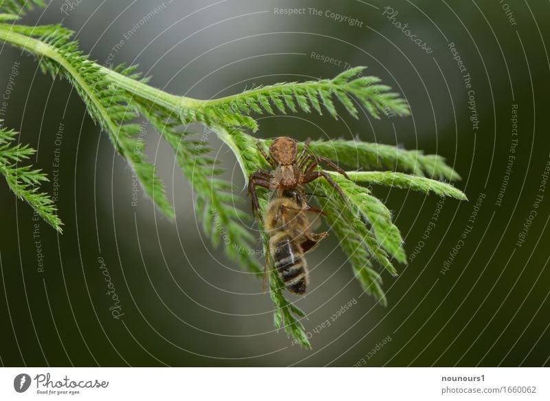 Kraftakt Natur Pflanze Tier Baum Grünpflanze Wald Wildtier Biene Spinne Flügel 2 Fressen hängen Jagd kämpfen krabbeln Aggression bedrohlich gruselig listig