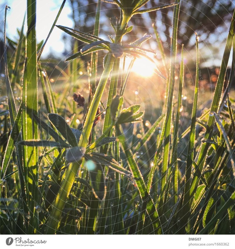 Gras Freizeit & Hobby Spielen Ferien & Urlaub & Reisen Sommer Sommerurlaub Sonne Umwelt Natur Landschaft Pflanze Tier Sonnenaufgang Sonnenuntergang Sonnenlicht