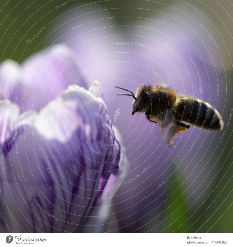 Biene im Landeanflug auf eine Krokusblüte Lebensmittel Ernährung schön Freizeit & Hobby Umwelt Natur Tier Haustier Nutztier Wildtier 1 Gefühle Freude Glück