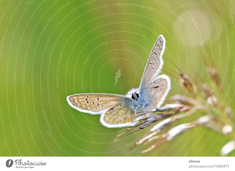 Starterlaubnis erteilt! Gras Wiese Schmetterling Flügel Tagfalter Bläulinge Fühler Facettenauge Muster Flugzeug beobachten warten klein nah Neugier niedlich