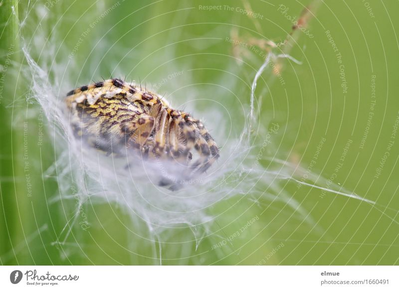 wie man sich bettet ... Tier Spinne Eichenblattspinne Gliederfüßer Spinnennetz Versteck beobachten liegen schlafen warten nah grün selbstbewußt Coolness Macht