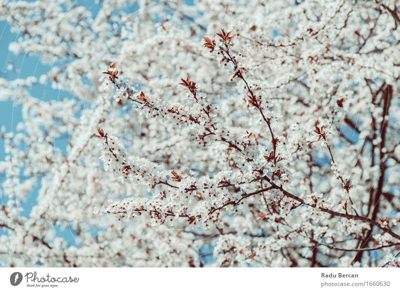 Apfelbaum-weiße Blumen blühen im Frühjahr Umwelt Natur Pflanze Himmel Frühling Baum Blüte Blühend Wachstum einfach frisch schön retro blau braun türkis Gefühle