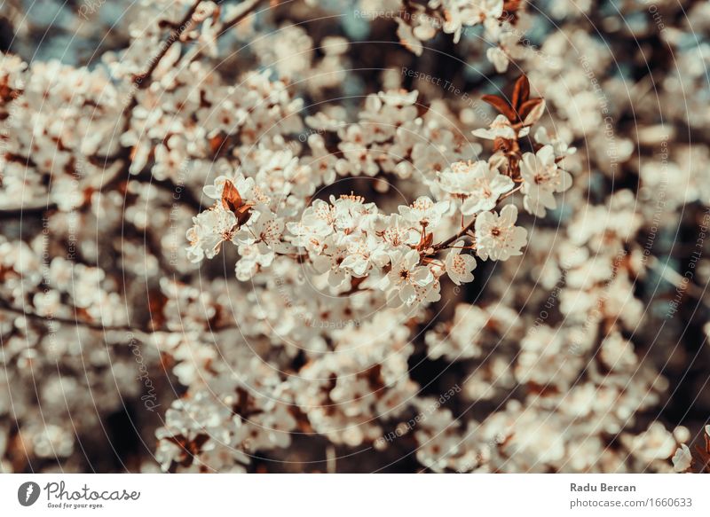 Weißer Apfelbaum blüht Frühlings-Blüte Umwelt Natur Pflanze Klima Baum Blume Blatt Garten Park Wald Blühend frisch schön mehrfarbig rot weiß Frühlingsgefühle