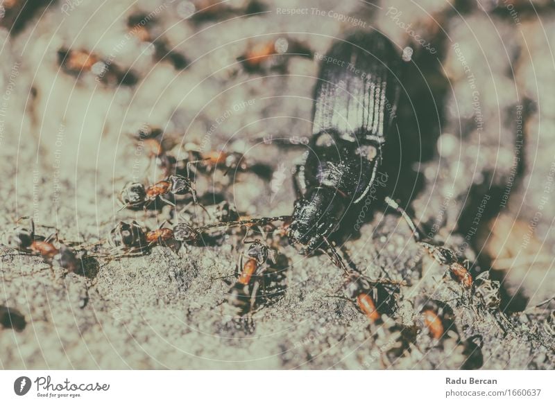 Kolonie der Ameisen, die Käfer anschlagen und essen Tier Tiergruppe Essen Fressen füttern Jagd krabbeln Aggression bedrohlich gruselig stark viele wild grau