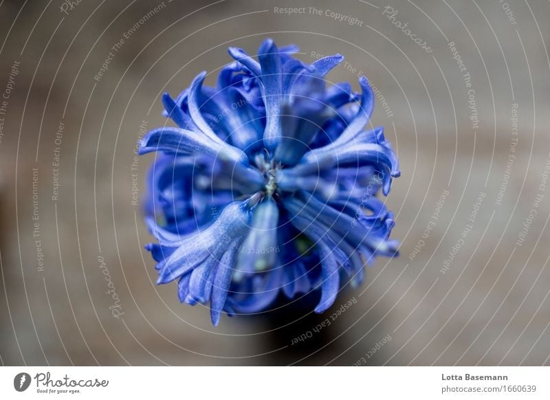 blaue Hyazinthe Umwelt Natur Pflanze Frühling Blume Blüte Topfpflanze Blühend Duft Wachstum ästhetisch elegant frisch schön natürlich rund violett Stimmung