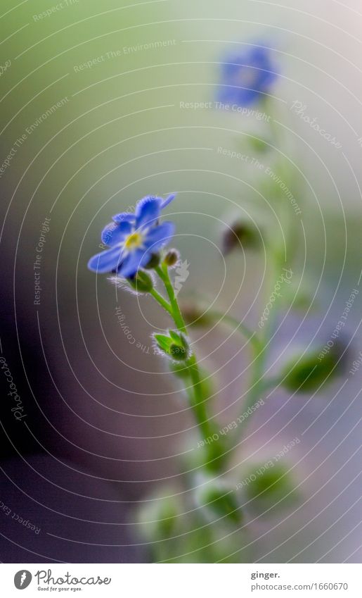 AST 9 | Zarte kleine blaue Blümchen Natur Pflanze Blume grün violett zart Blütenknospen Unschärfe Makroaufnahme 2 sanft Blühend Wachstum vertikal zierlich