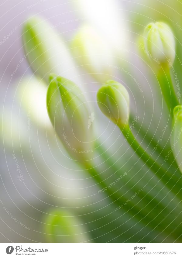 AST9 | Sanftheit (Lensbaby Blumenmakro) Frühling Pflanze Blüte Topfpflanze natürlich schön weich grün weiß Blütenknospen Stengel geschlossen sanft frisch