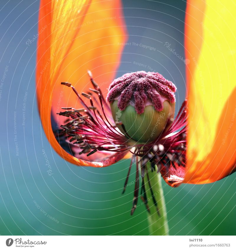 offene Sicht auf Stempel vom Orientalischen Mohn Natur Pflanze Sonnenlicht Frühling Sommer Schönes Wetter Wärme Blume Blüte Gartenmohn Staudenmohn Park