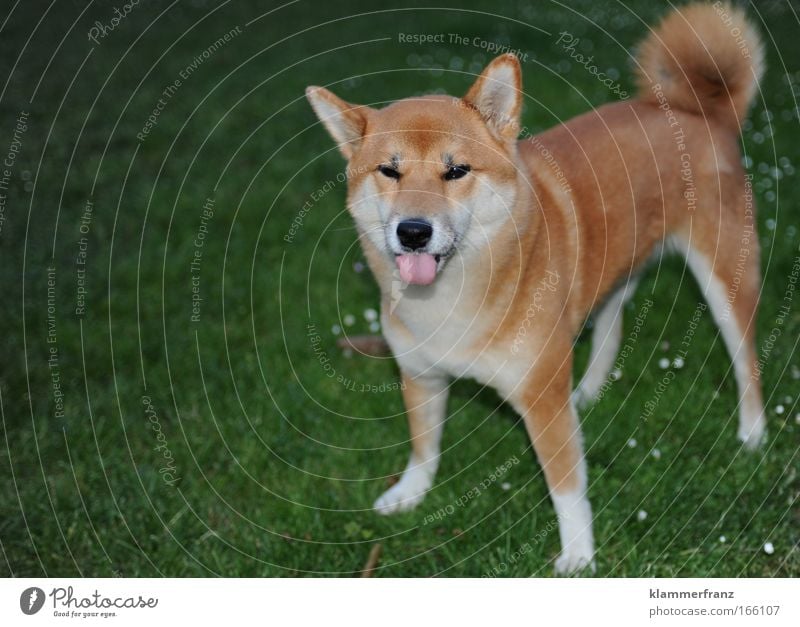 Wenn die Zunge aus dem Hund zeigt Farbfoto Außenaufnahme Detailaufnahme Tag Blitzlichtaufnahme Tierporträt Blick Blick in die Kamera Blick nach vorn Haustier