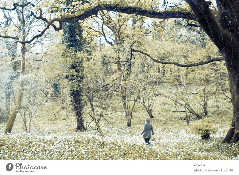 wandeln Farbfoto Gedeckte Farben Tag Rückansicht Frau Erwachsene träumen Freizeit & Hobby Leichtigkeit Wege & Pfade Spaziergang gehen wandern Wald Baum