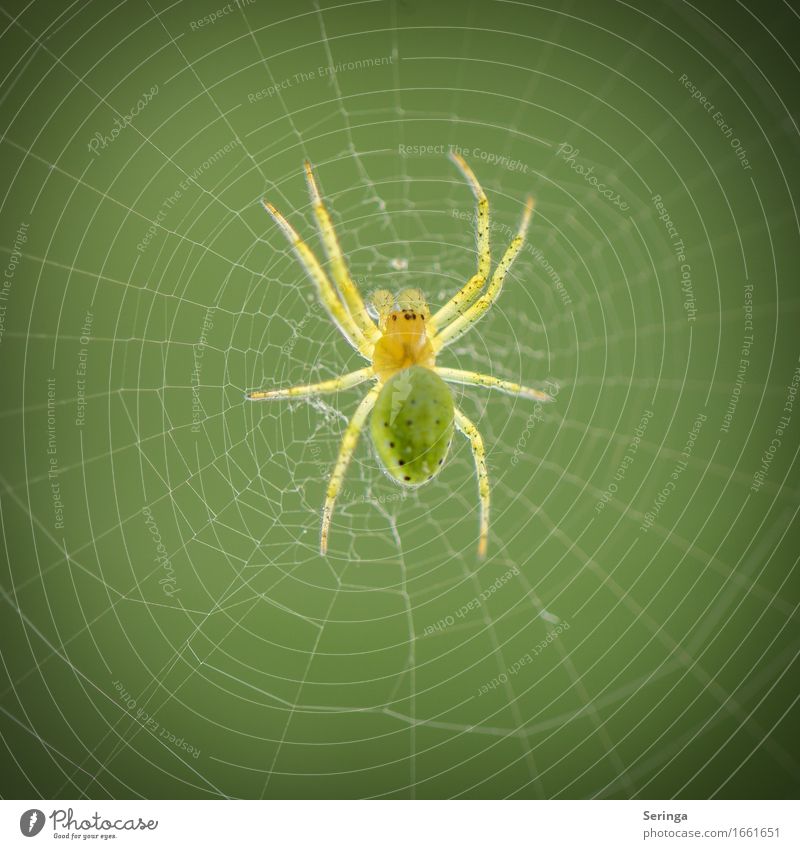 stilio Wildtier Spinne Tiergesicht 1 hängen Kürbisspinne Spinnennetz Spinnenbeine Farbfoto mehrfarbig Außenaufnahme Nahaufnahme Detailaufnahme Makroaufnahme