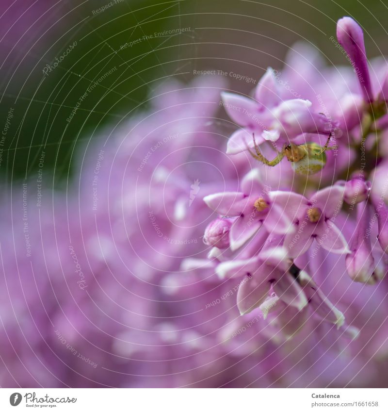 Hausbau, Kürbisspinne spinnt ihr Spinnennetz Natur Sommer Pflanze Blüte Fliederbusch Garten Tier Nutztier 1 Spinngewebe beobachten Blühend Duft Häusliches Leben