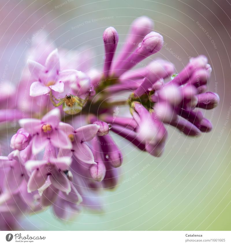 Lauernde Kürbisspinne Sommer Natur Pflanze Tier Blüte Fliederbusch Garten Nutztier Spinne 1 beobachten Blühend Jagd warten Duft listig grün violett rosa