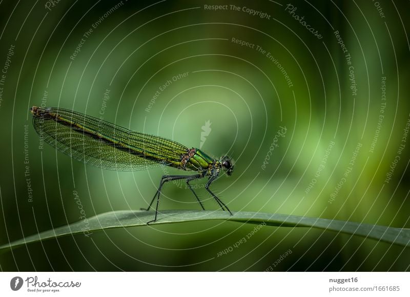 gebänderte Prachtlibelle (Calopteryx splendens) &#9792; Natur Tier Wildtier Libelle Prachtlibellen 1 ästhetisch außergewöhnlich exotisch dünn wild gelb grün