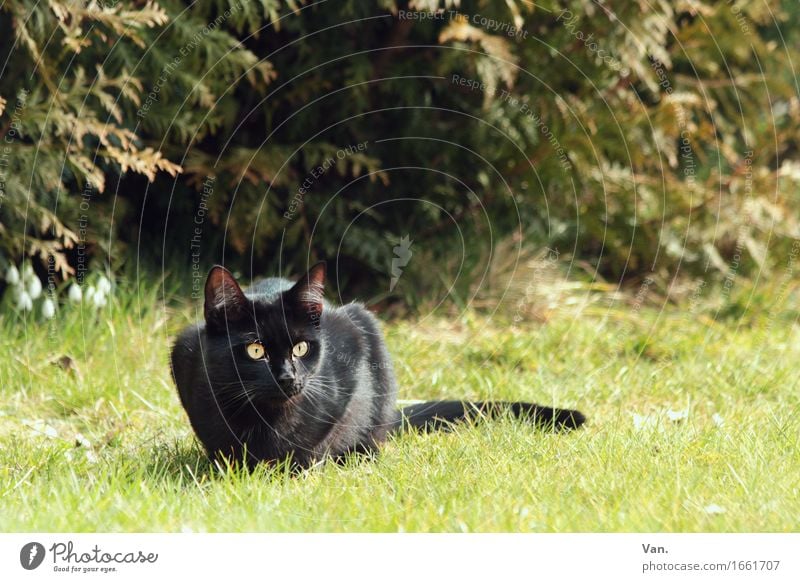 Fino auf der Lauer Natur Gras Sträucher Garten Wiese Tier Haustier Katze 1 Neugier grün schwarz beobachten Farbfoto mehrfarbig Außenaufnahme Menschenleer Tag