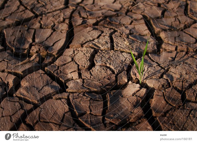 Einzelkämpfer Erfolg Umwelt Natur Landschaft Erde Klima Klimawandel Dürre Pflanze Gras Feld Wüste trocken braun Willensstärke standhaft Hoffnung Glaube