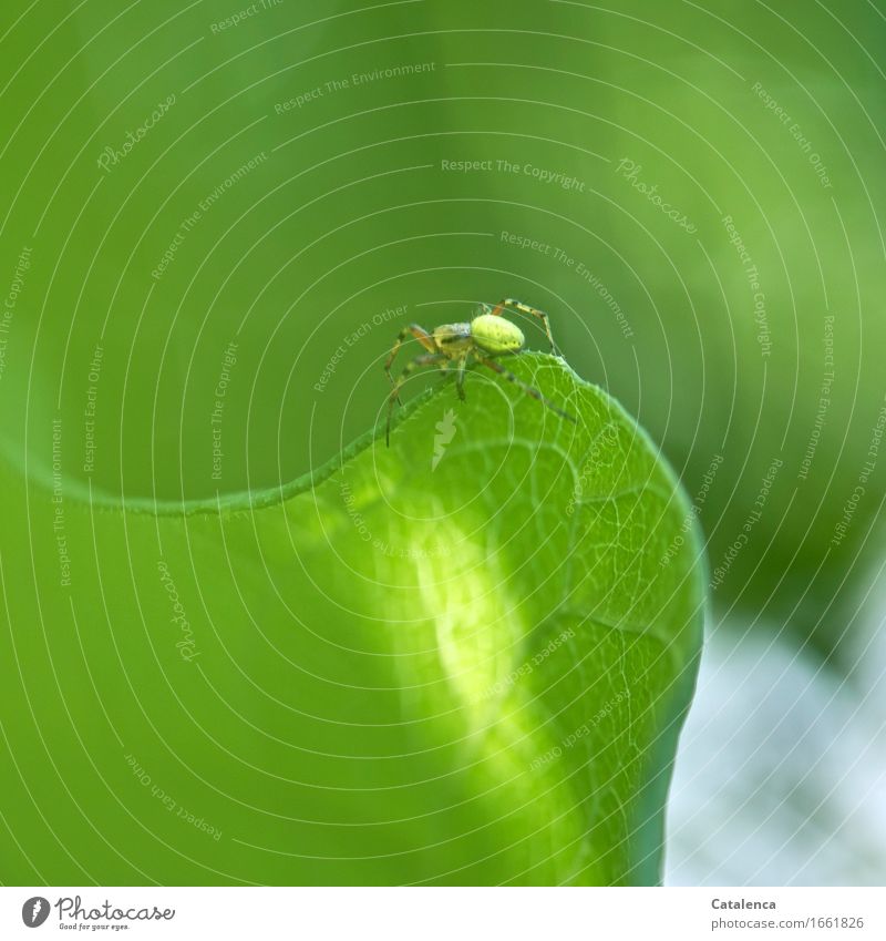 Auf Wanderung, die Kürbisspinne auf der Blattkante Natur Pflanze Tier Garten Wildtier Spinne 1 krabbeln elegant schön grün achtsam Leben vernünftig Kontrolle