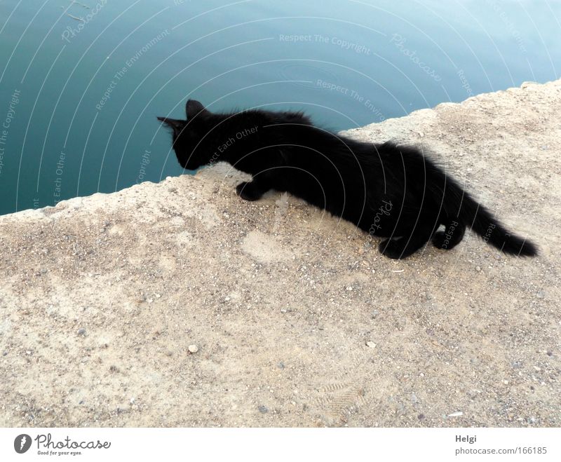 junge schwarze Katze schaut ängstlich über den Rand einer Mauer ins Wasser Farbfoto Außenaufnahme Menschenleer Textfreiraum oben Textfreiraum unten Tag Kontrast