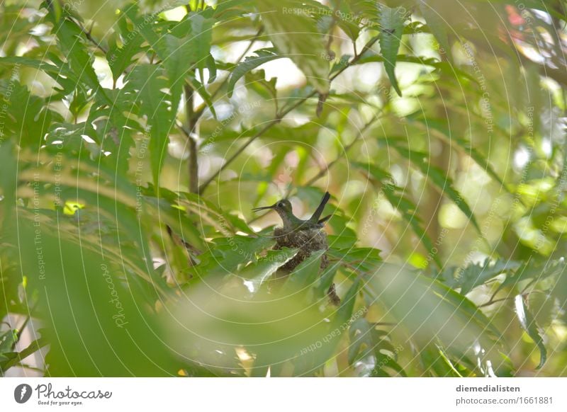 Nesthocker Tier Vogel 1 sitzen warten ästhetisch exotisch klein grün Schüchternheit entdecken Neugier Umwelt Brutpflege Farbfoto Außenaufnahme Menschenleer Tag