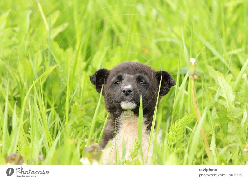 süßer Welpe im großen Gras Glück schön Erholung Sommer Garten Baby Freundschaft Natur Tier Wiese Pelzmantel Haustier Hund sitzen stehen klein lustig niedlich