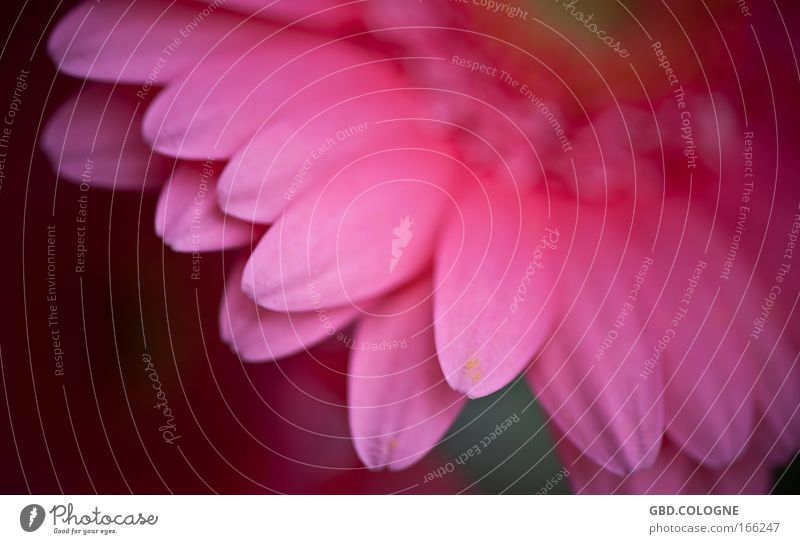 Gerbera Farbfoto mehrfarbig Detailaufnahme Makroaufnahme Dämmerung Unschärfe Natur Pflanze Frühling Sommer Blume Blüte Frühlingsgefühle Tag