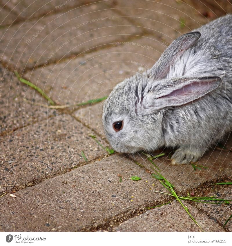 Mr. Rabbit Tier Fell Pfote Zoo Streichelzoo 1 grau Hase & Kaninchen Farbfoto Gedeckte Farben Außenaufnahme Textfreiraum links Tag Tierporträt Osterhase