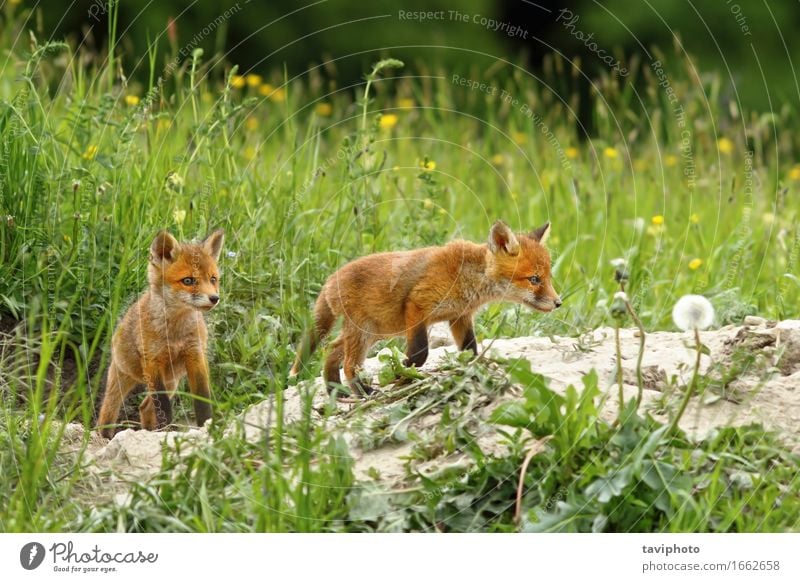 Fuchsjunge in der Nähe des Baues Glück schön Gesicht Schule Baby Frau Erwachsene Familie & Verwandtschaft Freundschaft Natur Tier Gras Pelzmantel Hund