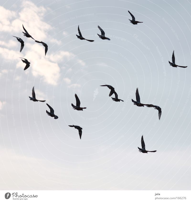 Gruppendynamik Farbfoto Gedeckte Farben Luftaufnahme Menschenleer Dämmerung Silhouette Tierporträt Himmel Vogel Tiergruppe fliegen Taube
