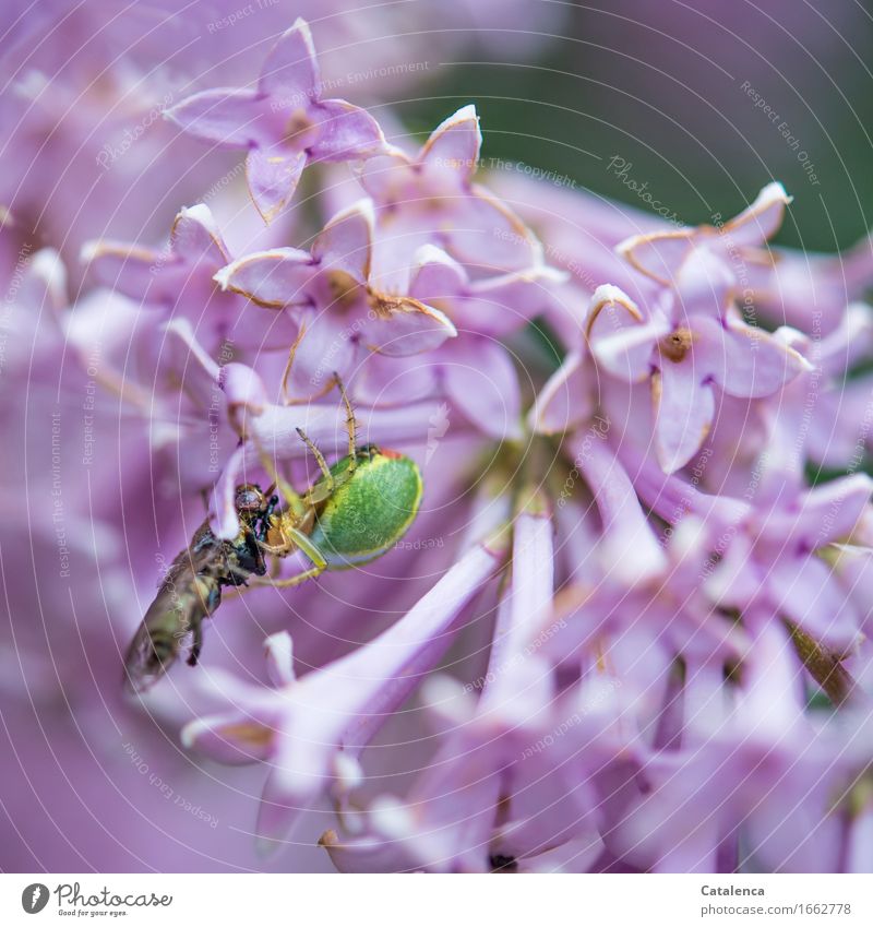 Beute, Kürbisspinne umwickelt eine Fliege Natur Pflanze Tier Sommer Blüte Fliederbusch Garten Nutztier Spinne 1 Blühend Fressen Wachstum braun grün violett rosa
