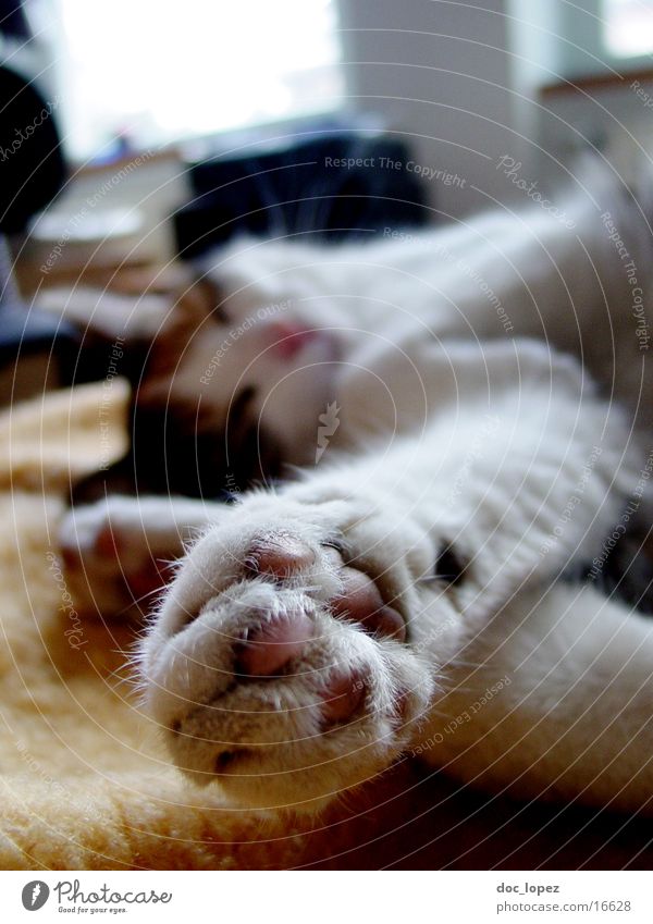 Felidae Katze Pfote Tiefenschärfe Tier schlafen gemütlich Haustier Hauskatze Krallen Verkehrswege Erholung Unschärfe