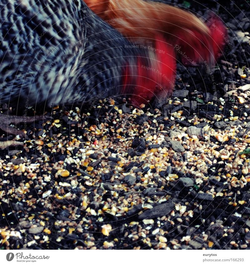 Hühner action Farbfoto Außenaufnahme Nahaufnahme Tag Schatten Kontrast Bewegungsunschärfe Tierporträt Nutztier Haushuhn 2 exotisch picken