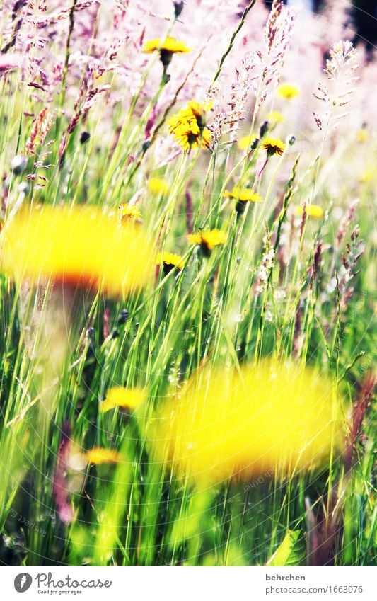 WO BIST DU??? Natur Pflanze Sommer Schönes Wetter Blume Gras Blatt Blüte Wildpflanze Löwenzahn Garten Park Wiese Feld Blühend Duft Wachstum schön Wärme gelb
