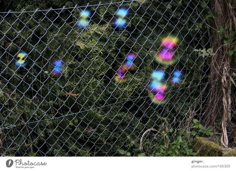 Seifenblasen vs Maschendrahtzaun Freizeit & Hobby Spielen mehrfarbig Stimmung Leichtigkeit Draht Pflanze rund Schweben dunkelgrün Stein Zaun durchsichtig