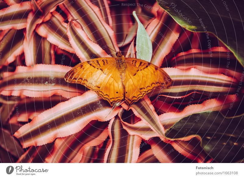 Schmetterling Natur Pflanze Farn Urwald 1 Tier Fühler orange einfarbig Flügel Farbfoto Außenaufnahme Nahaufnahme Vogelperspektive Ganzkörperaufnahme Rückansicht