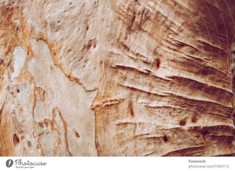 alter Eukalyptusbaum mit Falten Umwelt Natur Baum Baumstamm Baumrinde Senior Holz Faltenwurf Farbfoto Außenaufnahme Nahaufnahme Detailaufnahme
